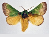 Latoia chrysopa